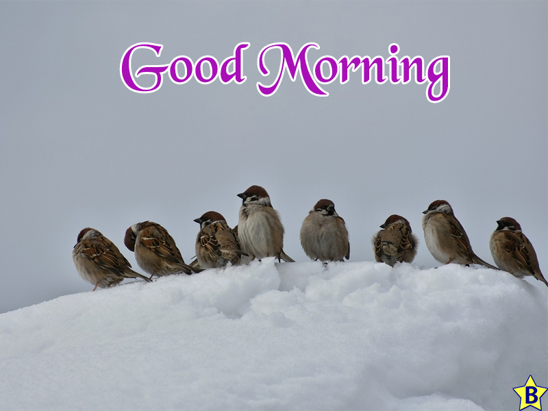 good morning winter nature birds images