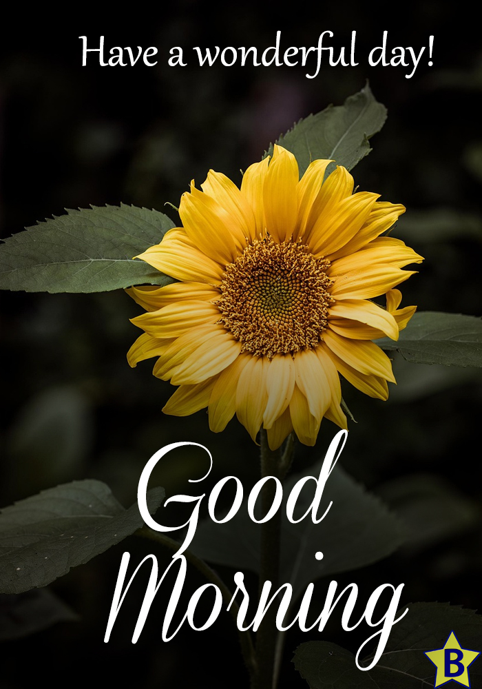 yellow good morning beautiful flowers images